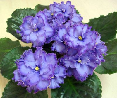 Лот: 8156511. Фото: 1. Фиалка "Blue Dragon" (лист с деткой... Горшечные растения и комнатные цветы