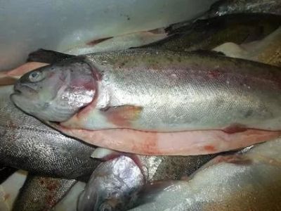 Лот: 11097773. Фото: 1. Форель "Радужная" потрошенная. Икра, рыба, морепродукты