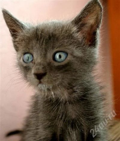 Лот: 521242. Фото: 1. Котята. Остальные животные