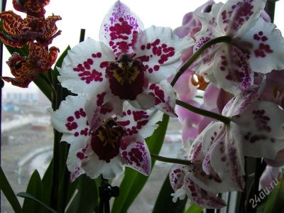 Лот: 919191. Фото: 1. Орхидеи 10 (Одонтоглоссум). Горшечные растения и комнатные цветы