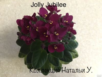 Лот: 12712939. Фото: 1. Мини фиалка Jolly Jubillee (стартер... Горшечные растения и комнатные цветы