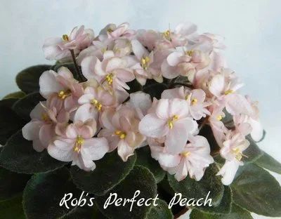 Лот: 13912499. Фото: 1. Фиалка детка Rob's Perfect Peach. Горшечные растения и комнатные цветы