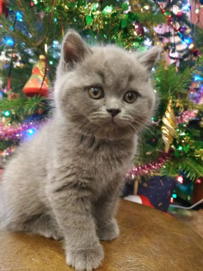 Лот: 18443889. Фото: 1. Британские котята с документами. Кошки, котята