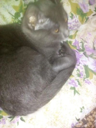 Лот: 2145213. Фото: 1. Дымчатая кошечка подросток. Кошки, котята