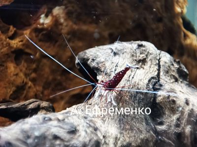 Лот: 19603813. Фото: 1. Сулавесская креветка кардинал... Моллюски, ракообразные, кораллы