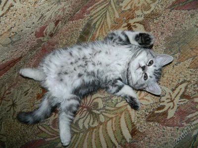 Лот: 1513705. Фото: 1. Красивая киса Шотландец. Кошки, котята