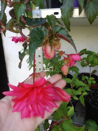 Лот: 15751893. Фото: 1. Бегония (Belleconia) Rose. Горшечные растения и комнатные цветы