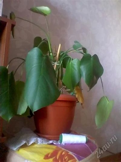 Лот: 2786266. Фото: 1. монстера. Горшечные растения и комнатные цветы