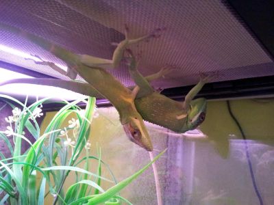 Лот: 3016854. Фото: 1. Анолис-рыцарь (Anolis equestris... Остальные животные