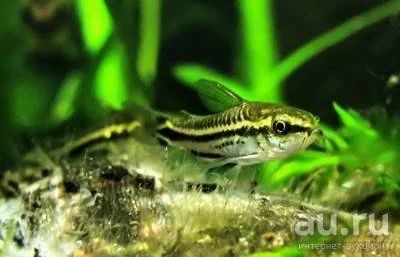 Лот: 8107157. Фото: 1. Коридорас пигмей (Corydoras pygmaeus... Рыбки