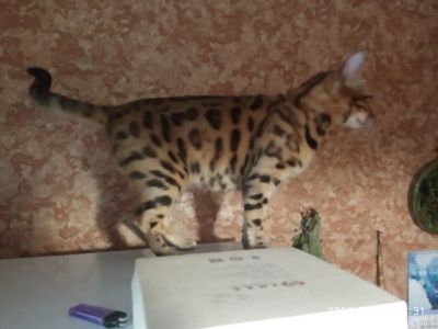 Лот: 18544998. Фото: 1. Бенгалка 07.07.20г.р. Кошки, котята