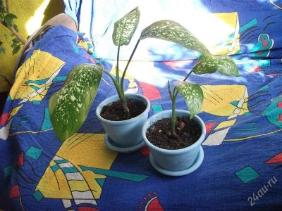 Лот: 2571186. Фото: 1. Диффенбахия пятнистая (Dieffenbachia... Горшечные растения и комнатные цветы