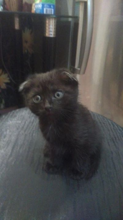 Лот: 6878880. Фото: 1. Вислоухий мальчишка. Кошки, котята
