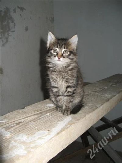 Лот: 374437. Фото: 1. Котята. Остальные животные