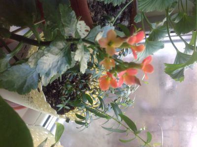 Лот: 11948501. Фото: 1. каланхоэ каландива. Горшечные растения и комнатные цветы