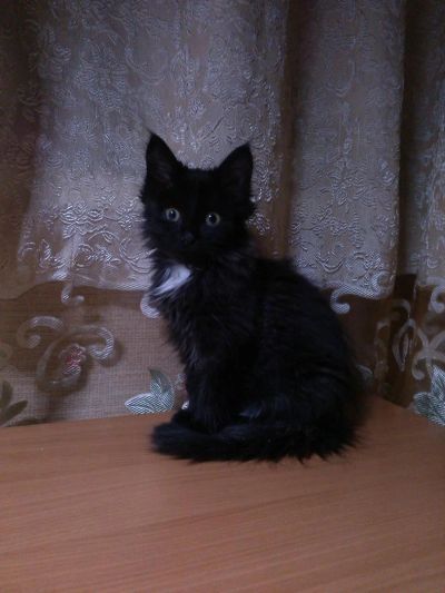 Лот: 6817613. Фото: 1. Котенок, девочка, 2 месяца! Умница... Кошки, котята