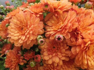 Лот: 7259058. Фото: 1. Хризантема "Branbeach Orange... Садовые цветы