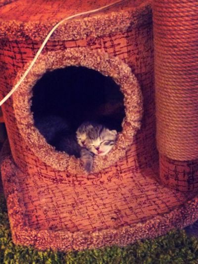 Лот: 9894848. Фото: 1. Британские вислоухие котята. Кошки, котята