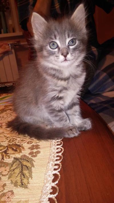 Лот: 8800579. Фото: 1. Котенок Дональд. Кошки, котята