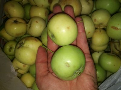 Лот: 12119013. Фото: 1. Яблоки ранетки очень вкусные. Овощи, фрукты, зелень