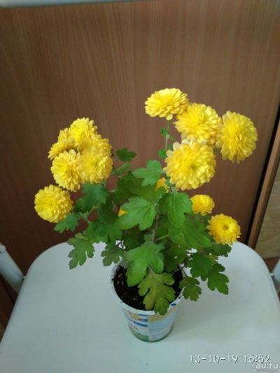 Лот: 14800557. Фото: 1. Хризантема желтая. Горшечные растения и комнатные цветы