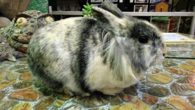 Лот: 654386. Фото: 1. Декоративный голландский кролик... Остальные животные