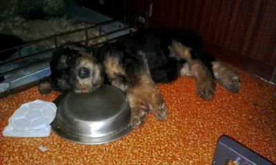 Лот: 9956838. Фото: 1. Щенки эрдельтерьера. Собаки, щенки