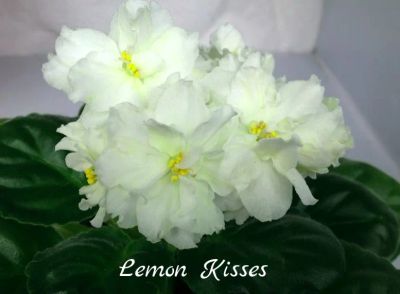 Лот: 5383149. Фото: 1. Фиалка сортовая Lemon Kisses(детка... Горшечные растения и комнатные цветы