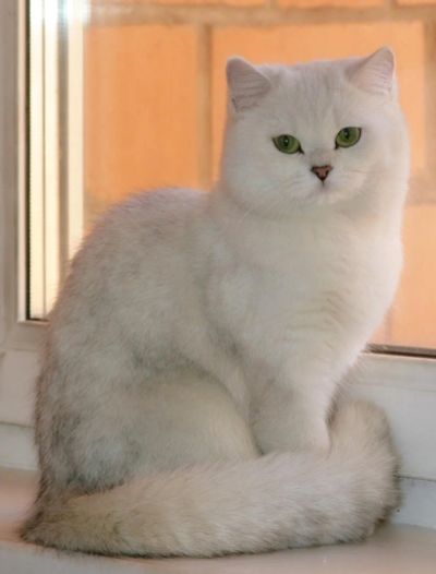 Лот: 3972908. Фото: 1. Британская кошка Hrizantema. Кошки, котята