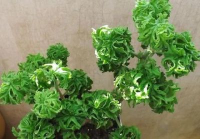 Лот: 11881763. Фото: 1. Пеларгония душистая "P. graveolens... Горшечные растения и комнатные цветы