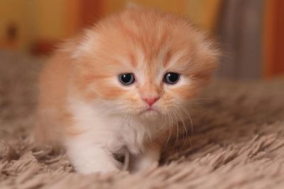 Лот: 7463781. Фото: 1. Шотландский рыжий котенок с родословной... Кошки, котята