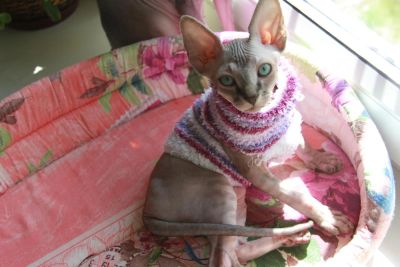 Лот: 9844597. Фото: 1. Канадский сфинкс мальчик. Кошки, котята