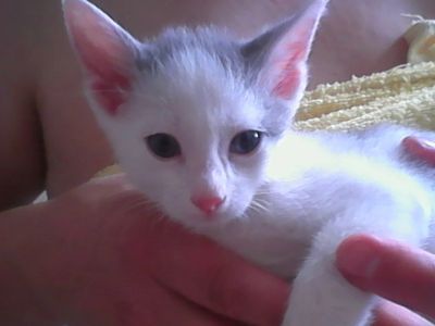 Лот: 12146626. Фото: 1. Отдам котёнка. Кошки, котята