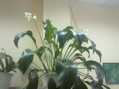 Лот: 2412060. Фото: 1. Лилия. Горшечные растения и комнатные цветы