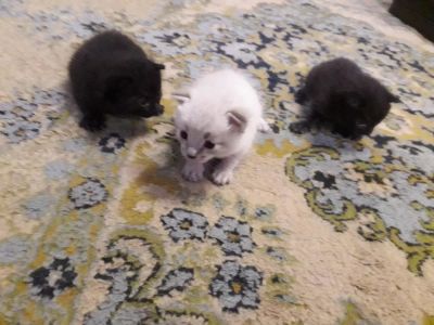 Лот: 11443038. Фото: 1. Шотландские котята. Кошки, котята