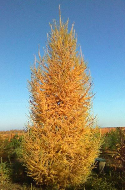 Лот: 9673714. Фото: 1. Лиственница сибирская (Larix sibirica... Декоративные кустарники и деревья