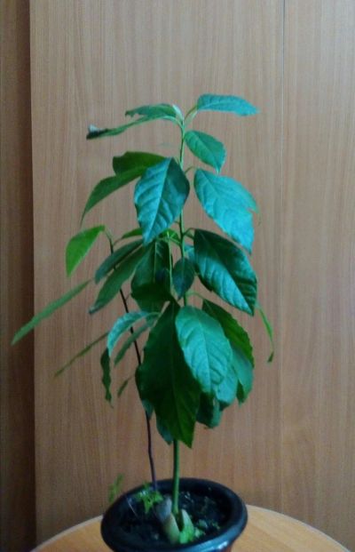 Лот: 15103746. Фото: 1. Авокадо. Горшечные растения и комнатные цветы