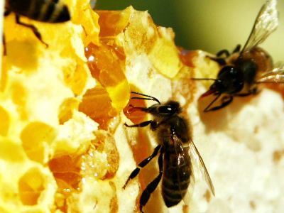 Лот: 5399683. Фото: 1. Мёд Алтайский разнотравье Урожай... Мёд, продукты пчеловодства