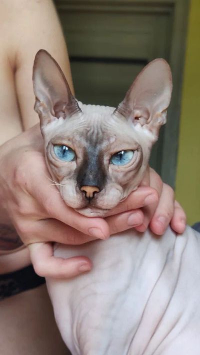 Лот: 25408319. Фото: 1. Донской сфинкс кошка. Кошки, котята