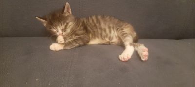 Лот: 21061391. Фото: 1. Котята. Кошки, котята