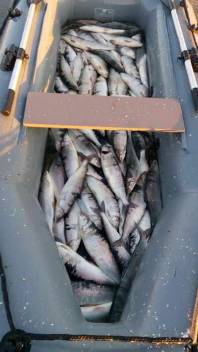 Лот: 6333861. Фото: 1. Омуль северный "Диксон" малосол... Икра, рыба, морепродукты
