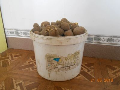Лот: 11520787. Фото: 1. Картофель семенной. (цена за ведро... Овощи