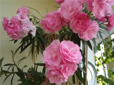 Лот: 7408455. Фото: 1. Олеандр черенки 2. Горшечные растения и комнатные цветы