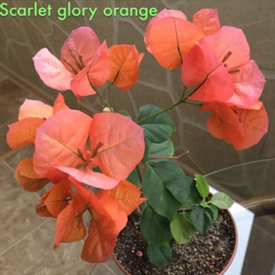 Лот: 9823653. Фото: 1. Бугенвиллия "Scarlet Glory Orange... Горшечные растения и комнатные цветы
