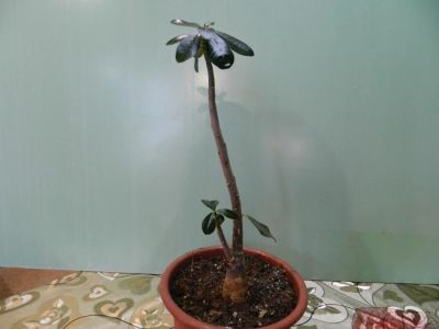 Лот: 7501141. Фото: 1. Адениум Obesum Desert Rose Mix... Горшечные растения и комнатные цветы