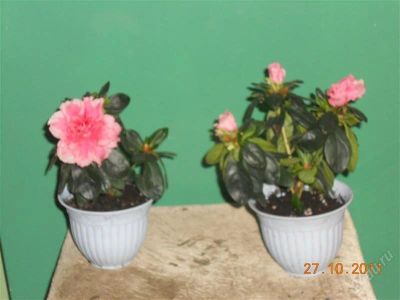 Лот: 1294636. Фото: 1. азалия 5. Горшечные растения и комнатные цветы
