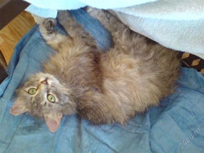 Лот: 1644525. Фото: 1. Отдадим серенькую кошечку (5 мес... Кошки, котята