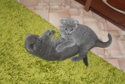 Лот: 4132778. Фото: 1. Вислоухие котята. Кошки, котята