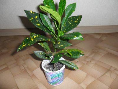 Лот: 12435128. Фото: 1. кротон. Горшечные растения и комнатные цветы