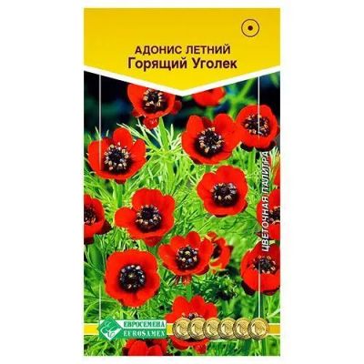 Лот: 23557038. Фото: 1. Адонис Горящий уголек Евросемена. Садовые цветы